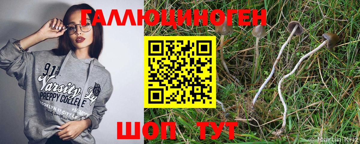 Галлюциногенные грибы Psilocybe Арсеньев